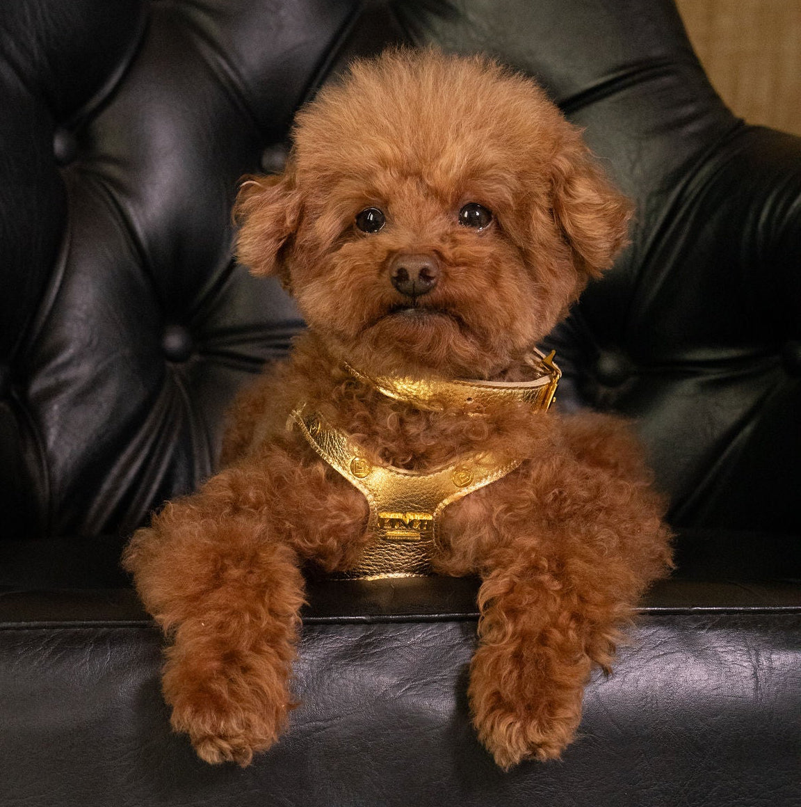 Mulholland Black Studded Pet Harness