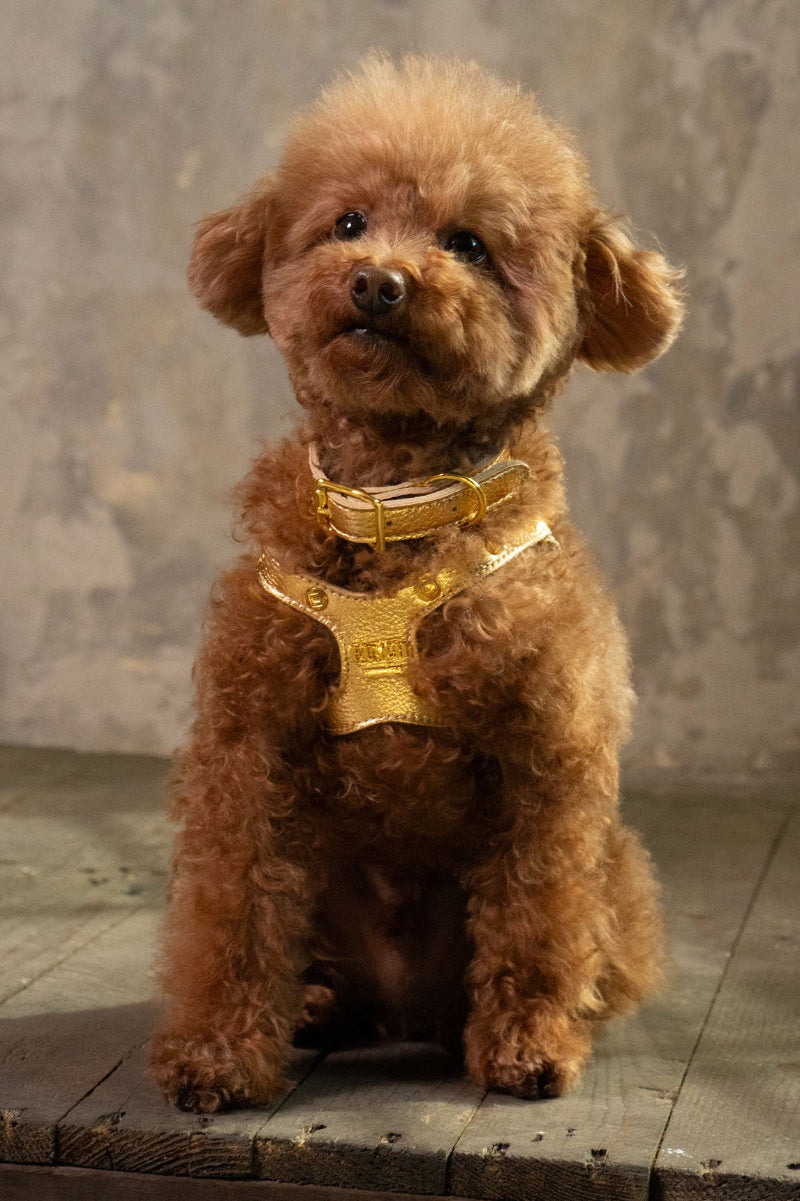 Rodeo Gold Classic Pet Leash