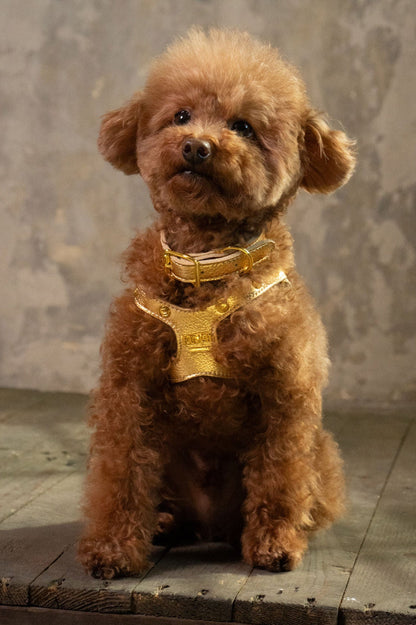 Rodeo Gold Classic Pet Leash