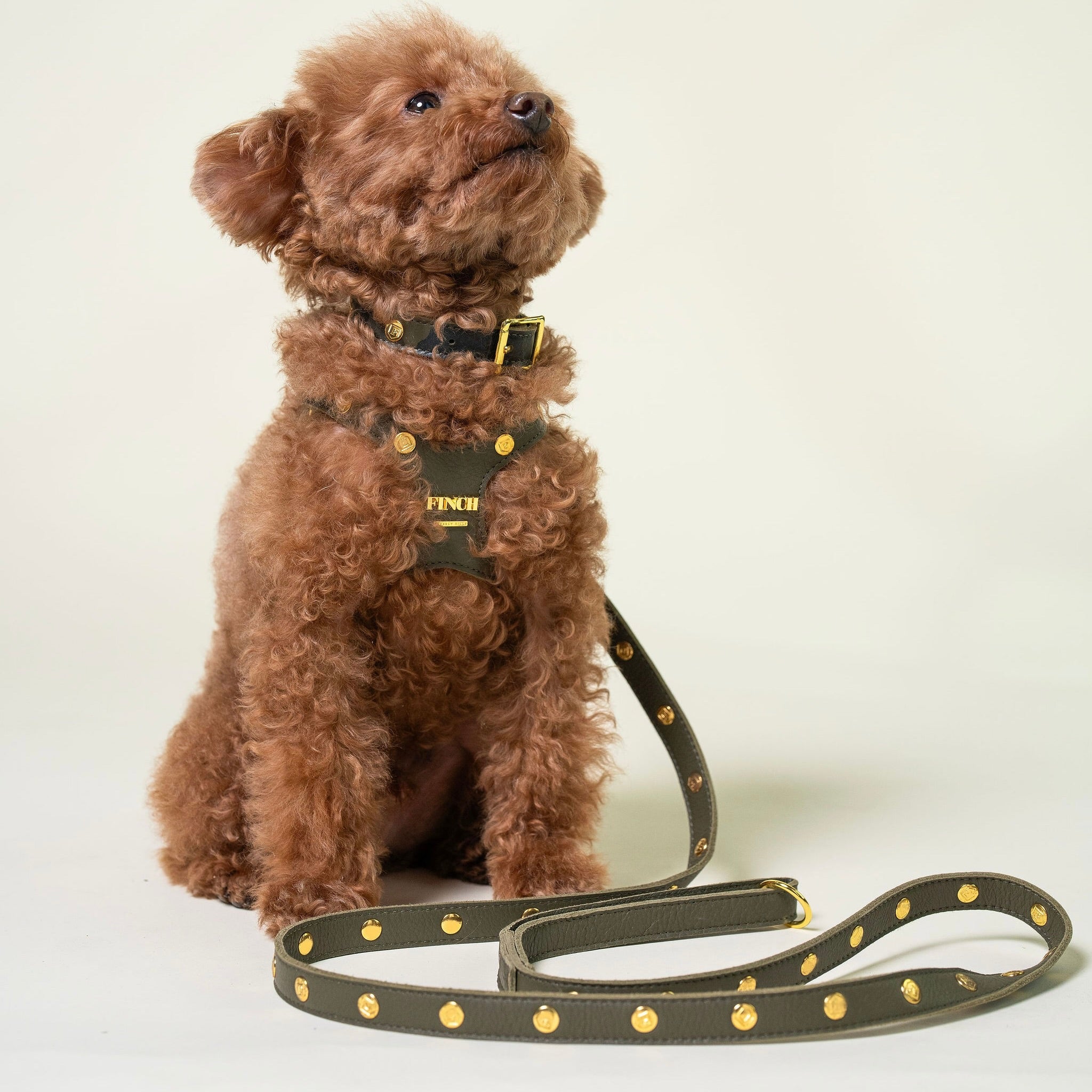 Mulholland Black Studded Pet Leash
